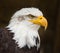 Portrait of a bald eagle haliaeetus leucocephalus