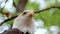 Portrait of a bald eagle wild life close-up