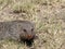 Portrait of Banded Mongoose, Mungos Mungo, Namibia