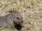 Portrait of Banded Mongoose, Mungos Mungo, Namibia