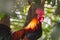 Portrait of bantam chickens, poultry