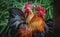 Portrait of bantam chickens, poultry