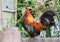 Portrait of bantam chickens, poultry