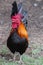 Portrait of bantam chickens, poultry
