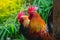 Portrait of bantam chickens, poultry