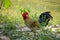 Portrait of bantam red cock animals wildlife in Thailand