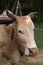 Portrait of a Banteng bull pulling a cart