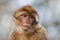 Portrait of a Barbary macaque