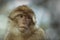 Portrait of a Barbary macaque