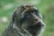 Portrait of barbary macaque