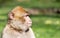 Portrait of a Barbary Macaque