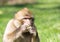 Portrait of a Barbary Macaque