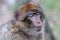 Portrait of Barbary macaque with closed eyes