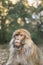 Portrait barbary macaque monkey
