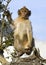 Portrait of a Barbary Macaque Monkey on the Rock of Gibraltar