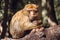 Portrait barbary macaque monkey on a stub, Ifrane, Morocco