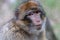 Portrait of Barbary macaque with serious eyes