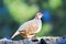 Portrait of a barbary partridge, alectoris barbara, spotted in the bottom of Masca canyon, Tenerife