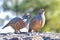 Portrait of a barbary partridge, alectoris barbara, spotted in the bottom of Masca canyon, Tenerife