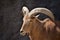 Portrait of a barbary sheep standing in fron of a grey cliff