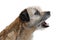Portrait of a barking border terrier