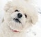 Portrait of the barking dog of breed of Bichon Frise