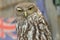 Portrait Barking Owl Australia
