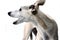 Portrait of a barking whippet