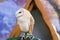 Portrait of a Barn Owl