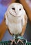 Portrait of a Barn Owl