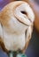 Portrait of a Barn Owl