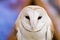 Portrait of a Barn Owl