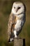 Portrait of a Barn Owl