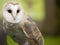 Portrait of a barn owl