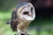 Portrait of barn owl