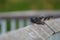 Portrait of barn swallow resting