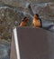 Portrait of barn swallow resting