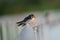 Portrait of barn swallow resting