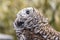 Portrait of a Barred Owl