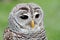 Portrait of a barred owl