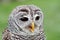Portrait of a barred owl