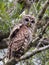 Portrait of a Barred Owl in Mangroves of Everglades National Park