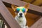 Portrait of Basenji dog in chameleon sunglasses