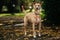 Portrait of a Basenji dog on a leash in a park with a blurry background