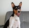 Portrait of basenji dog sitting at home on sofa and yawning funny head shot