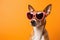 Portrait Basenji Dog With Sunglasses Orange Background