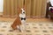 Portrait of basenji dog wearing bow-tie