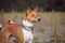 Portrait of Basenji dogs outdoors