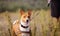 Portrait of Basenji dogs outdoors