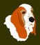 Portrait of Basset hound dog vector illustration isolated. Dachshund dog. Had of Basset.